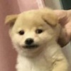 香草味巧克力